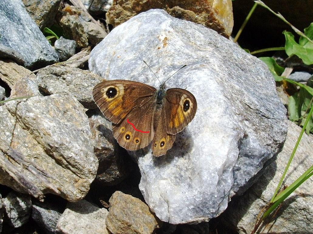 farfalla da identificare